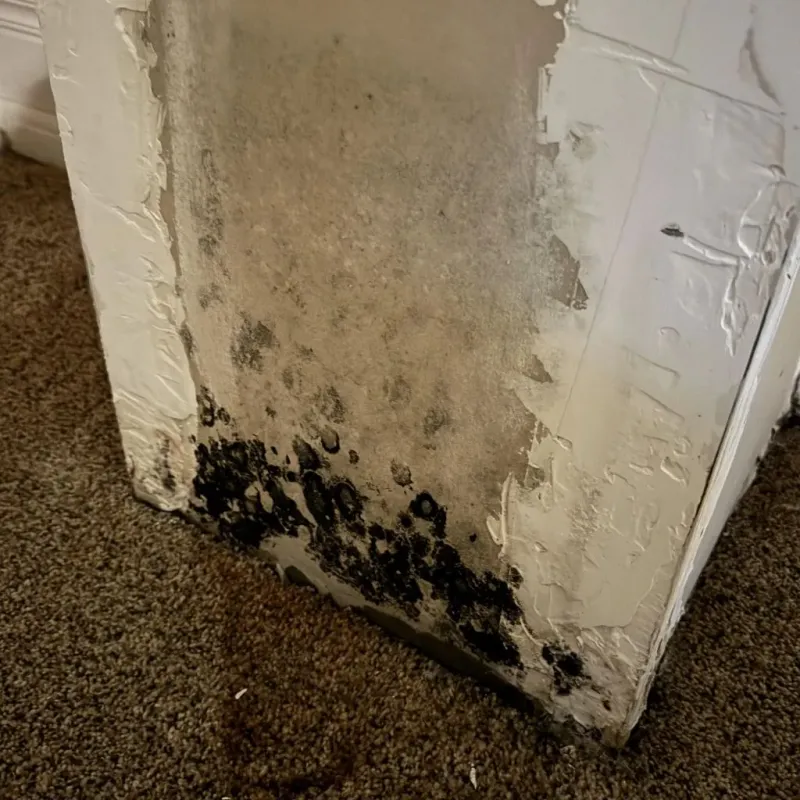 Professional Mold Removal in Wayne County, TN